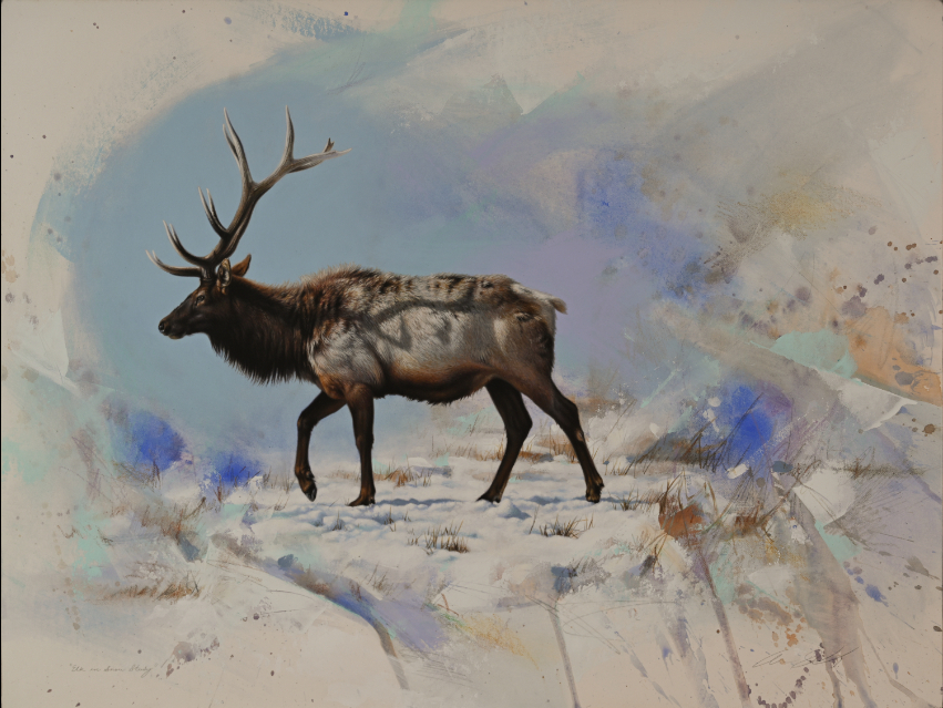 Elk by Andrew Denman