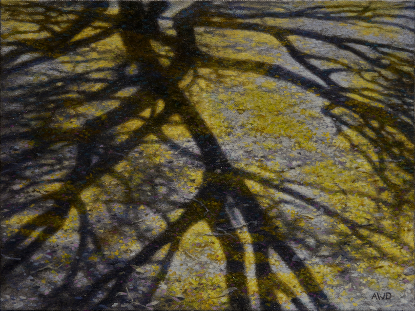 Palo Verde Shadows by Andrew Denman