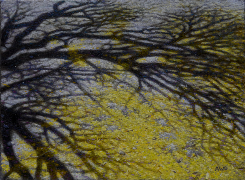 Palo Verde Shadows by Andrew Denman