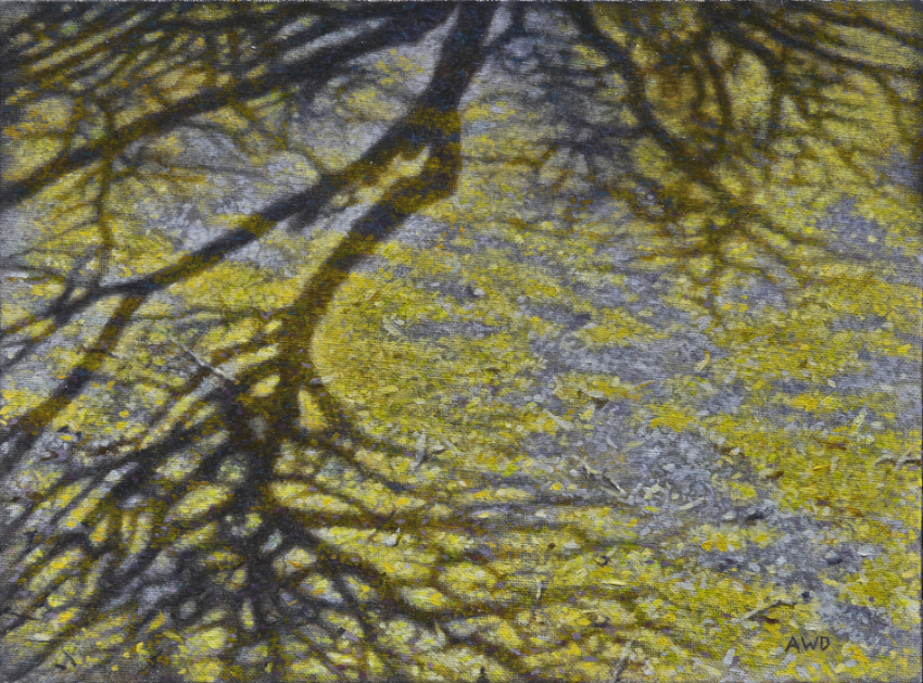 Palo Verde Shadows by Andrew Denman