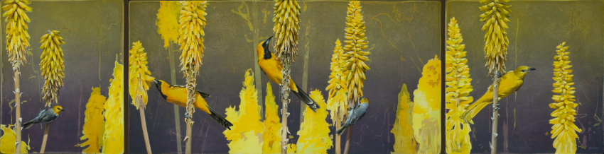  Hooded Orioles & Verdin on Aloe Vera by Andrew Denman