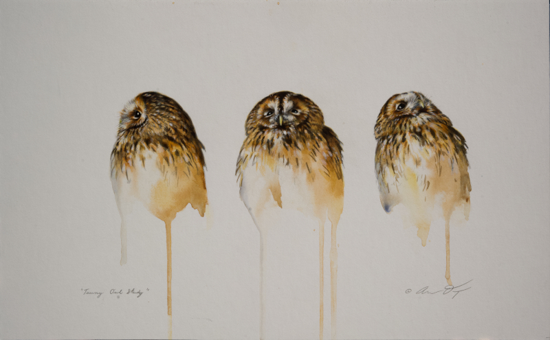 Tawny Owls by Andrew Denman